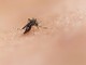 National institute of allergy and infectious diseases- tramite Unsplash