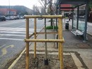 I nuovi alberelli di via Ventimiglia I nuovi alberelli di via Ventimiglia