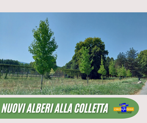 Nuovi alberi piantati alla Colletta