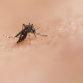 National institute of allergy and infectious diseases- tramite Unsplash