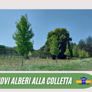 Nuovi alberi piantati alla Colletta