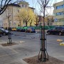 Nuovi alberi nei mercati di corso Svizzera e piazza Barcellona