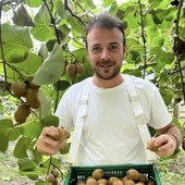 Kiwi giallo Haegeum, la nuova frontiera della frutticoltura piemontese
