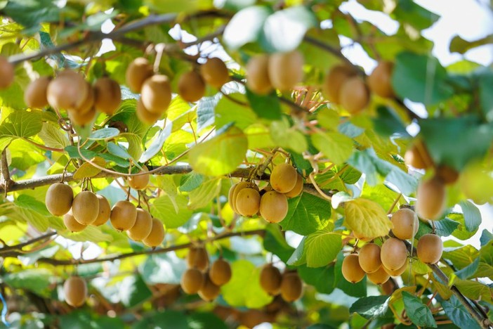 Al Castello di Lagnasco si presentano il nuovo kiwi giallo Haegeum e le pesche resistenti alla sharka Al Castello di Lagnasco si presentano il nuovo kiwi giallo Haegeum e le pesche resistenti alla sharka