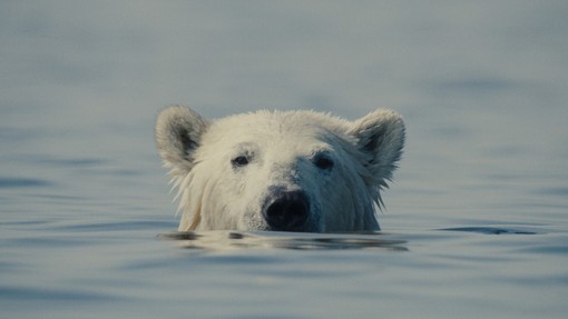 CinemAmbiente chiude alla Mole: trionfa “Nuisance Bear” CinemAmbiente chiude alla Mole: trionfa “Nuisance Bear”