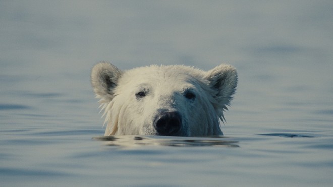 CinemAmbiente chiude alla Mole: trionfa “Nuisance Bear”
