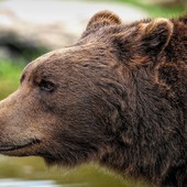 A Torre Pellice domani arrivano gli esperti nel ritorno dei carnivori A Torre Pellice domani arrivano gli esperti nel ritorno dei carnivori