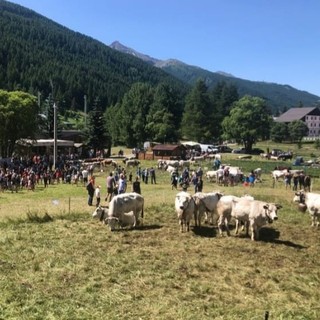 Pragelato è pronta per eleggere le nuove ‘Miss Mucca’ e ‘Miss Manza’