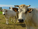 Carmagnola 38^ Mostra provinciale dei bovini di razza Piemontese