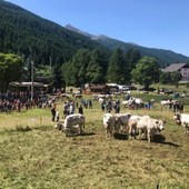 Pragelato è pronta per eleggere le nuove ‘Miss Mucca’ e ‘Miss Manza’