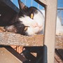 Il gatto Pier Carlo