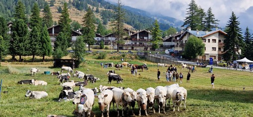 Due giorni per Miss Mucca e Miss Manza, elette tra gli applausi a Pragelato Due giorni per Miss Mucca e Miss Manza, elette tra gli applausi a Pragelato