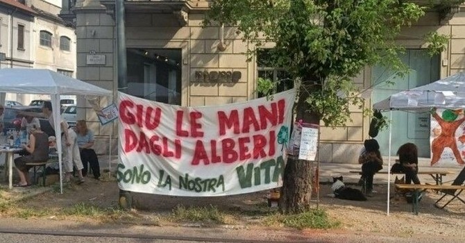 Gli ambientalisti chiedono lo stop dell'abbattimento massiccio di alberi sani