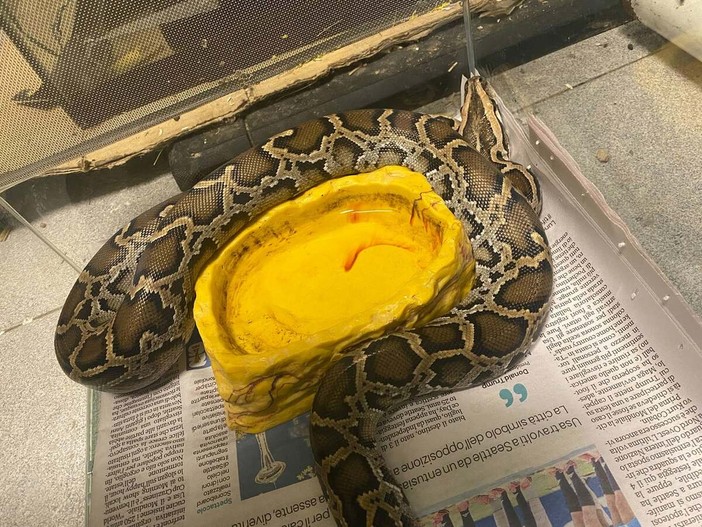 Pitone delle rocce indiano trovato a Settimo Torinese, l'animale è gravemente disidratato Pitone delle rocce indiano trovato a Settimo Torinese, l'animale è gravemente disidratato
