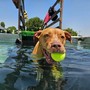 La bocciofila è abbandonata da 6 anni: &quot;Trasformiamola in un centro per la pet therapy&quot;