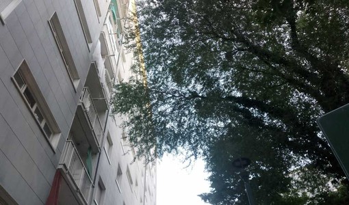 Le condizioni delle alberate