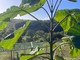 Boman sostiene la Paulownia in un importante progetto di agricoltura rigenerativa Boman sostiene la Paulownia in un importante progetto di agricoltura rigenerativa