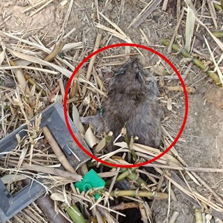 Ratti morti al giardino Grosa