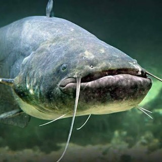 Il temutissimo pesce siluro Il temutissimo pesce siluro