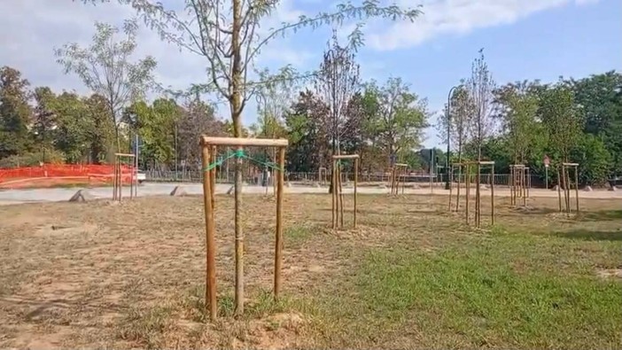 Parco del Valentino, l'allarme di Procivicos: "Gli alberi piantati sono già secchi" Parco del Valentino, l'allarme di Procivicos: "Gli alberi piantati sono già secchi"