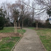 Piante malate, completata a Collegno la sostituzione dei pini al Villaggio Dora