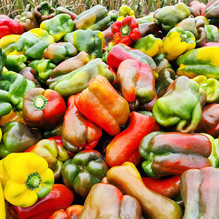 Coldiretti Torino: &quot;Il peperone di Carmagnola esempio di agricoltura attenta all'ambiente&quot;