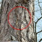 Processionaria del pino, avvistamenti sul Po