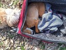 Il povero pitbull trovato nel parco Stura