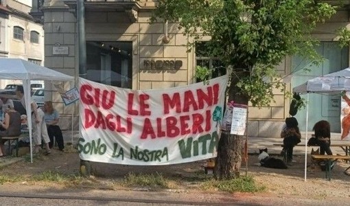 Gli ambientalisti chiedono lo stop dell'abbattimento massiccio di alberi sani