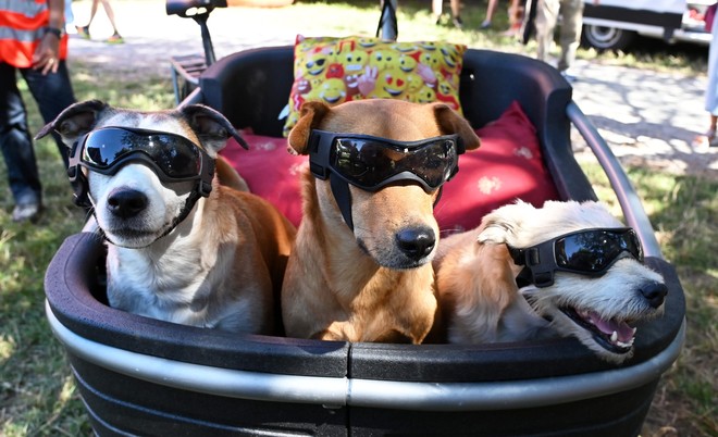 Red carpet a quattro zampe: Pinerolo celebra i cani più simpatici e premia il più coraggioso Red carpet a quattro zampe: Pinerolo celebra i cani più simpatici e premia il più coraggioso