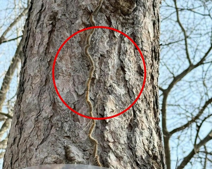 Processionaria del pino, avvistamenti sul Po Processionaria del pino, avvistamenti sul Po