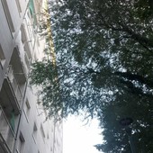 Le condizioni delle alberate