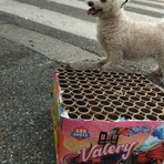 I resti dei petardi sparati in via Duino