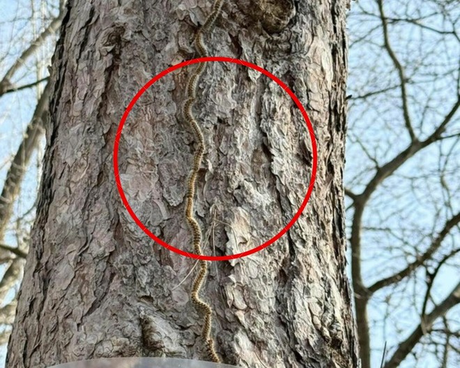 Processionaria del pino, avvistamenti sul Po Processionaria del pino, avvistamenti sul Po