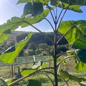 Boman sostiene la Paulownia in un importante progetto di agricoltura rigenerativa Boman sostiene la Paulownia in un importante progetto di agricoltura rigenerativa