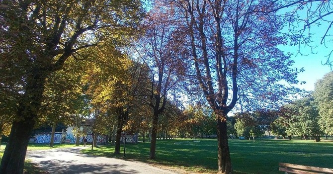 I primi trecento alberi in corso Francia, Tazzoli e Stati Uniti per rigenerare Torino con il verde. Obiettivo mille entro fine anno