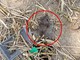 Ratti morti al giardino Grosa