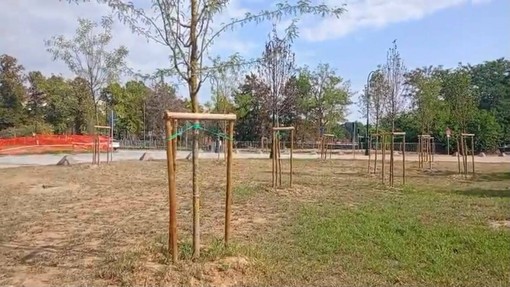 Parco del Valentino, l'allarme di Procivicos: "Gli alberi piantati sono già secchi"