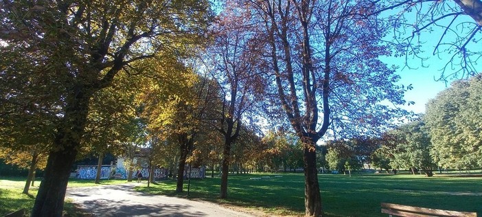 Ambiente, approvata la Carta di vulnerabilità arborea della Città di Torino Ambiente, approvata la Carta di vulnerabilità arborea della Città di Torino