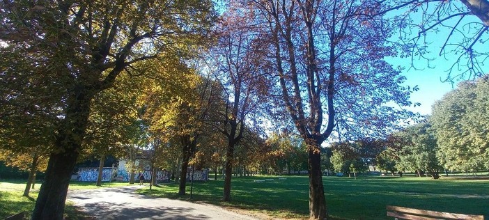 I primi trecento alberi in corso Francia, Tazzoli e Stati Uniti per rigenerare Torino con il verde. Obiettivo mille entro fine anno