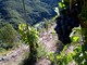 Sviluppo Pomaretto cerca una persona per promuovere vigne e sentieri