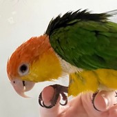 Pixel, il pappagallino scomparso