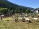 Pragelato è pronta per eleggere le nuove ‘Miss Mucca’ e ‘Miss Manza’
