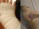 A sinistra la mano fasciata del pensionato, a destra il cane dell'uomo ferito A sinistra la mano fasciata del pensionato, a destra il cane dell'uomo ferito