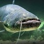 Il temutissimo pesce siluro Il temutissimo pesce siluro