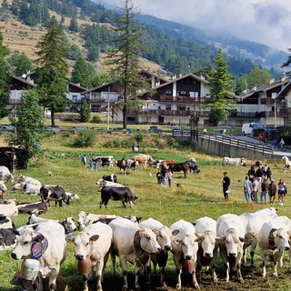 Due giorni per Miss Mucca e Miss Manza, elette tra gli applausi a Pragelato Due giorni per Miss Mucca e Miss Manza, elette tra gli applausi a Pragelato