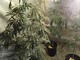 La marijuana ritrovata nel Palaghiaccio di Pinerolo