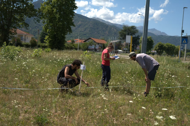 Un monitoraggio entomologico