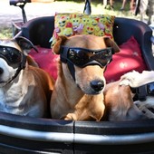 Red carpet a quattro zampe: Pinerolo celebra i cani più simpatici e premia il più coraggioso