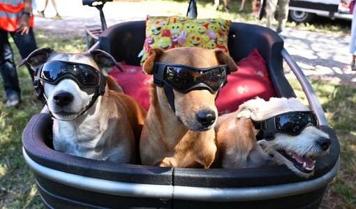 Red carpet a quattro zampe: Pinerolo celebra i cani più simpatici e premia il più coraggioso Red carpet a quattro zampe: Pinerolo celebra i cani più simpatici e premia il più coraggioso